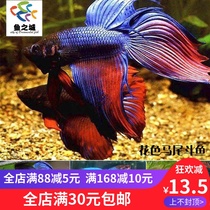 Douyu Betta live color ponytail Betta live ponytail flower color Betta live Betta live ecological bottle view