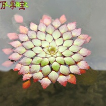 Water fireworks yellow flowers aquatic plants duckweed water fish shrimp turtle fireworks landscape non-Bowl Lotus water lily