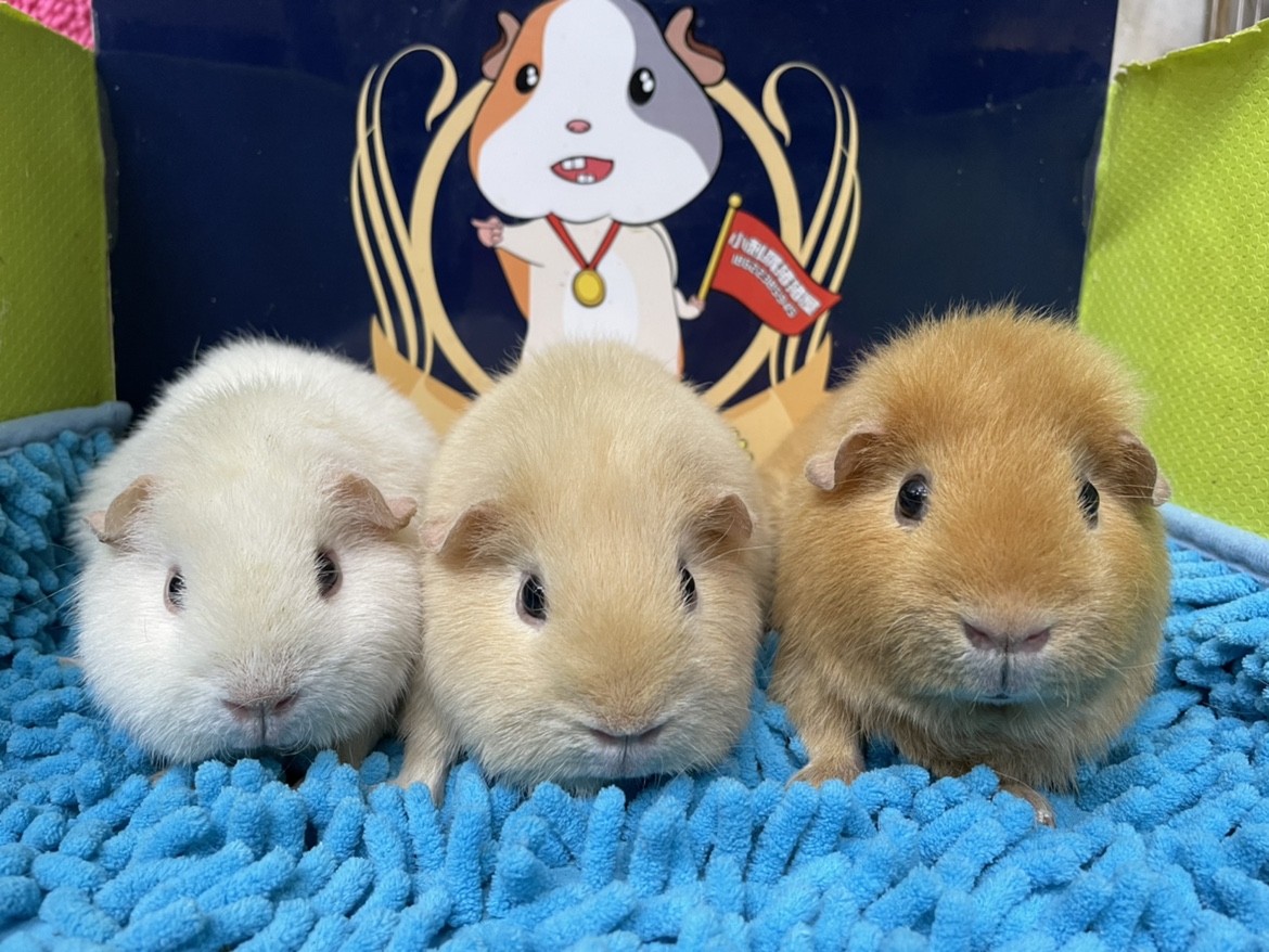 White Milk Oil Color Milky Yellow Carved Grey American Teddy Live Geranium guinea pig Dutch pig DD MM