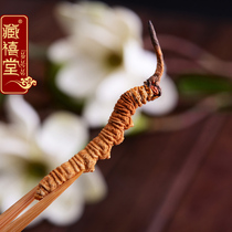 (New Year Festival)Zang Xitang Selected Tibetan Naqu Cordyceps Sinensis 3 6 grams