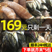 Zhoushan fresh extra large bergamot snail shellfish seafood aquatic dog claw snail turtle foot chicken claw snail barnacle fresh conch