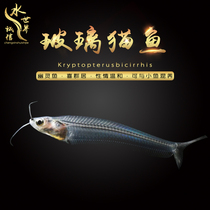 Glass cat can be mixed with red belly glass glalafish red tail glass fish glass ripped flag transparent fish 2 dress