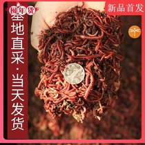 k#fishing live bait earthworm wild fishing live small large king size red worm 1 big red bulk boxed black pit bait