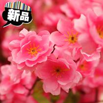 2020 Spring c festival decoration New Year simulation peach blossom branch living room branch fake flower home decoration indoor sitting artillery Peach