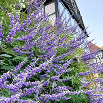 (Hongyue) Sui Hua Vitex Potted Summer Flower-resistant Garden Flower Shrub Tree Lavender Potted Plant