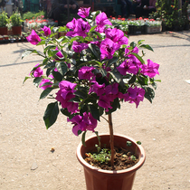 Triangle plum potted double petal seedlings four seasons flowering indoor and outdoor courtyard climbing vine flowers multi-color optional good raising easy to live