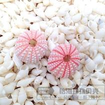 Natural pink sea urchin shell conch shell sea star Mediterranean home DIY decoration window wedding props wall stickers