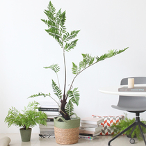 Sicilian Bionic Green Planting Monkey Head Fern Potted Fern Plant Indoor Floor Bonsai Restaurant Pendulum restaurant Decorative Trees