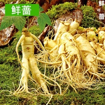 Remster nourishing health ginseng four seasons health ginseng seeds original delivery