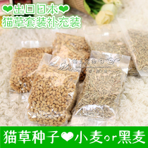 Export Japanese cat grass without earth to grow cat grass case suit to hair balls to promote digestion of rye wheat supplement