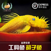 Fish tank scavenger clean fish blue eye beard tool fish moustache big sails Queen profiled fish gold bearded live