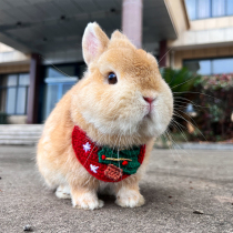 Small pet cute rabbit collar decorated handmade coat-compiled pet rabbit cat cat Dutch pig around the neck