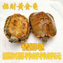 A pair of small turtles live turtles live animals pets mini Zhaocai Town small pets big lovers long-lived turtles