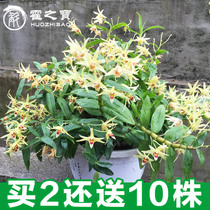 Dendrobium huoshan Dendrobium flower dendrobium seedlings potted 3 years planting seedlings 20 edible indoor seedlings