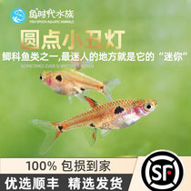 Fish Age] Round Dot Clown Light Fish First-line Clown Ants Lamp Fish Grass Cylinder Mixup Group Tours Tropical Fish Live