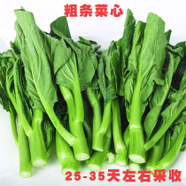 Guangdong oil green beet heart seed rapeseed vegetable Moss seed balcony potted autumn Four Seasons sown vegetable rapeseed