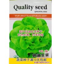 Round leaf cream lettuce seeds heat-resistant and cold-resistant non-wrapped leaves crisp and tender spring and autumn seasons sown vegetable seeds 3 grams