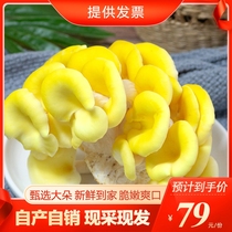Yunnan chanteriorum fresh Elm money fungus fresh mushroom chicken oil yellow fungus non-dry hot pot ingredients
