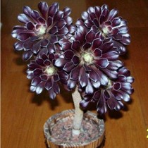Original black mage succulents in office desktop green plants potted flowers good to raise big flowers easy to live and easy to plant