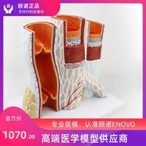 ENOVO Human blood vessel model Arterial and venous anatomy amplification model Arterial and venous structure