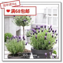 Flower edge Pickles imported vanilla seeds * lavender * Blue Vicenza elegant and elegant 10