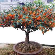 Osmanthus saplings flowers potted flowers plants indoor flowers garden thick fragrance grafting four seasons