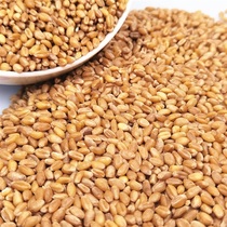 Optimum Chongqing wheat grain farmers self-produced edible noodles wheat grass seed with wheat grass seed with skin wheat