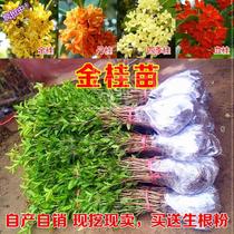 Outdoor Northern flower landscape gardening Southern plants cm ground Planting August Osmanthus saplings Outdoor courtyard Laurel