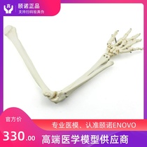 ENOVO Human upper limb bone model Elbow joint Wrist joint model Humerus ulna radius metacarpal phalangeal bone