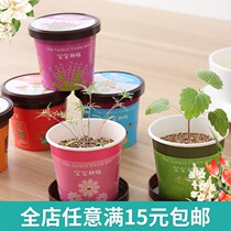 Green potted office mini plant green grass planting QQ expression grass head doll desktop ecological bottle potted