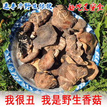 Fidelity wild) Northeast pure natural basswood Mushroom mushroom dried delicious mushroom 500g