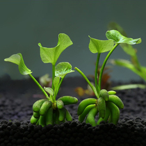 Banana grass fish tank aquatic plants landscaping knot grass lazy fish tank Living Fresh water grass decoration foreground real water grass