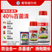  Dakonin 40%Chlorhexidine vegetables Potatoes cucumbers Sooner or later blight leaf mold downy mildew Powdery mildew pesticide fungicide