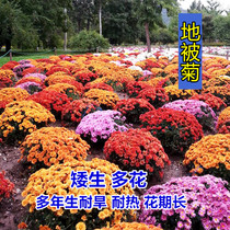 New flower seeds ground quilted chrysanthemum seed landscape garden flower bed flower mirror potted seeds Four Seasons easy to live