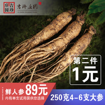 Changbai Mountain fresh ginseng fresh with soil ginseng non-wild mountain ginseng fresh forest ginseng White ginseng garden participation 2 500g