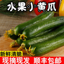 Cucumbers fresh cucumbers fruit cucumbers vegetables help farmers 10 Shandong dry raw food net weight 5 kg