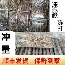 Dragon fish tiger fish loach section feed frozen river shrimp loach fish feed section frozen fish food shrimp frozen frozen frozen shrimp