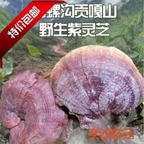 Ganzi Hailuogou specialty plateau authentic pure wild purple Ganoderma lucidum pruning 2020 new product dry soup tonic tonic