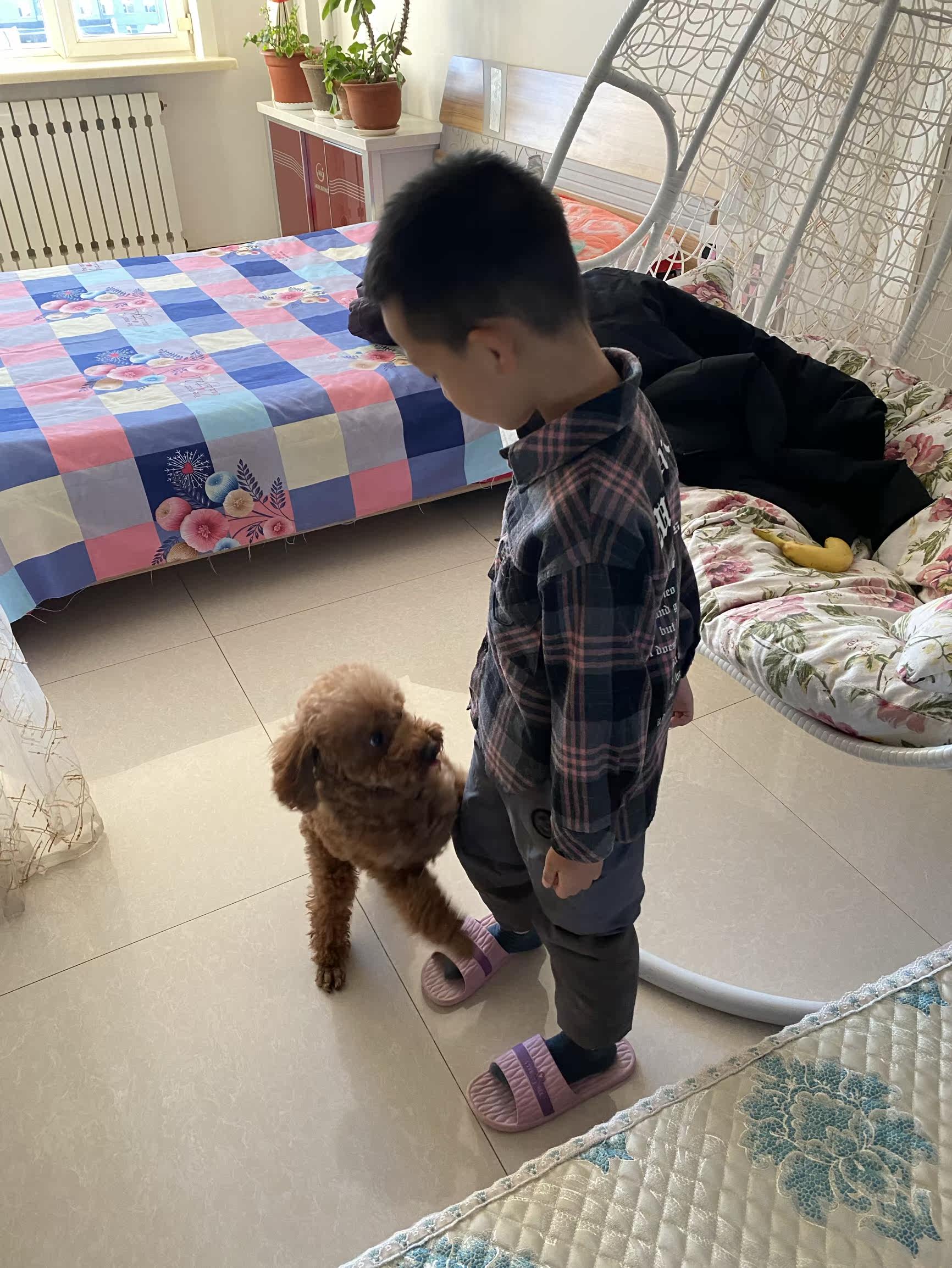 凯锐思犬主粮口碑怎样？详细解密有谁用过？