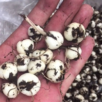 Sichuan Fritillaria wild 50 kt grade Sichuan can beat the powder to buy 2 copies to send the same paragraph a small Tao