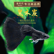 Fish era] Black charcoal Peacock fish black gown Moscow Blue Pure Boutique Tropical Fetal Birth Ornamental Fish Living