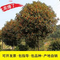 Tree Giant Golden Gui Four Seasons Gui Eight Large Courtyard Outdoor Strong Aroma Type Saplings