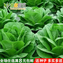 Great Roman upright lettuce seed lettuce seed lettuce seed Italian dish cold-resistant taste vegetable