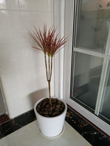 Colorful beautiful iron green bamboo potted leaves Three-color wood plant view millennium balcony red plant Dracaena