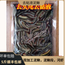 Frozen wild small Loach to mucus Loach section dragon fish fish goby feed frozen Loach frozen shrimp fish food