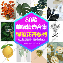 Decorative painting painting core HD Gallery green plant flower leaves fleshy flower painting electronic picture design material