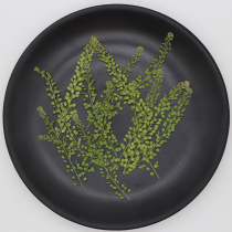 Lone vegetable bean bean leaf pressed flower specimen photo frame card candle mobile phone shell epoxy dried flower DIY handmade material bag