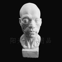 Mini Facial Muscle Anatomical Man Small Plaster Bust Model Sketch Sketch Sketches Sketching Art Teaching Aids Teaching Materials