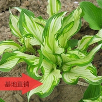 Hosta flower flower leaf hosta flower seedling Phnom Penh Green leaf Hosta flower plant potted flower garden flower bed Perennial