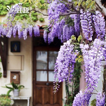 Hongyue Yuanhua Wisteria Flower Seedlings Climbing Rattan Roof Potted Plants Hongyue Garden Weaver Flower Seedlings